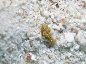 セソコテグリの幼魚
