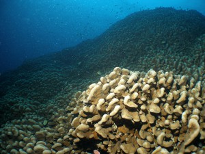 日本最大級の大仏サンゴ（コモンシコロサンゴ）撮影：バディ