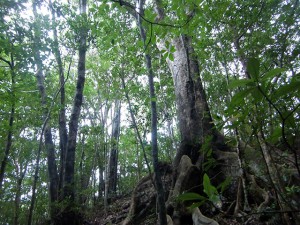 オキナワウラジロガシの古大木